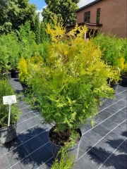 Thuja Europe Gold торговий майданчик