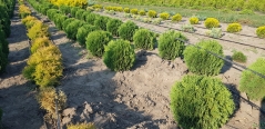 Thuja occidentalis Little Giant в розсаднику