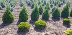 Thuja occidentalis Holmstrup опис