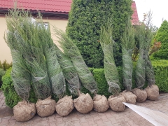 Juniperus scopolorum 'Blue Arrow'