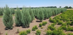 Ялівець скельний Juniperus scopolorum Blue Arrow ціна