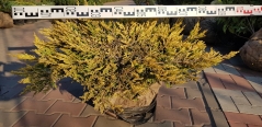 Juniperus Limeglow ком