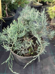 Juniperus Grey Owl літо