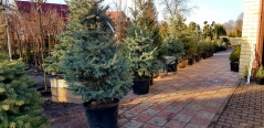 Picea pungens Glauca догляд