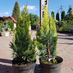 Кипарисовик Лавсона Алюміголд купити