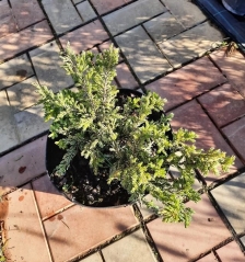 Juniperus звичайний Repanda в горщику