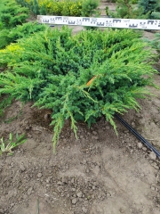 Juniperus Blue Swede / Hunnetorp Киїів