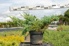 Juniperus лускатий Hunnetorp садовий центр