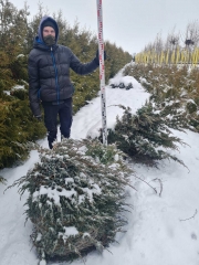 Ялівець Блю Свід (Шведе) зима