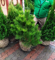 Pinus nigra купити Київ