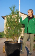 Сосна Pinus peuсe ціна