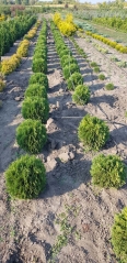 Thuja occidentalis Tiny Tim в розсаднику