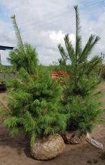 Pinus strobus з комом