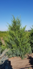 Juniperus Obelisk літо