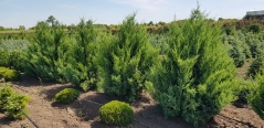 Juniperus chinensis Obelisk у грунті