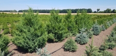 Juniperus chinensis Obelisk в розсаднику