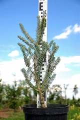 Abies Silberlocke у розсаднику