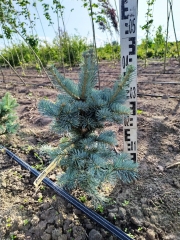 Abies lasiocarpa Compacta посадка