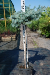 Picea подушкоподібна Glauca Globosa