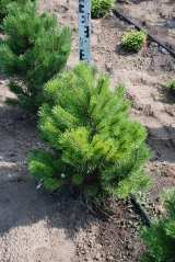 Pinus mugo Gnom купити