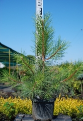 Pinus sylvestris в розсаднику