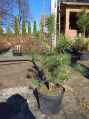 Pinus sylvestris контейнерний майданчик