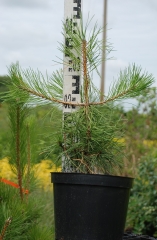 Pinus sylvestris догляд