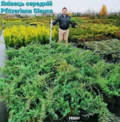 Juniperus media Pfitzeriana Glauca садовий центр