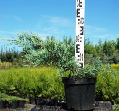 Juniperus Pfitzeriana Glauca купити в Києві