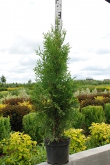 Thuja pyramidalis compacta купити