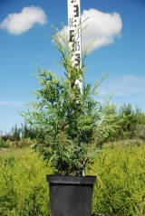 Thuja occ. pyramidalis compacta ціна