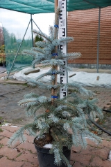 Picea Omega догляд