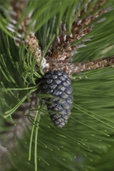 Pinus leucodermis Compact Gem шишка