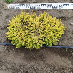 Picea abies Vermont Gold у розсаднику