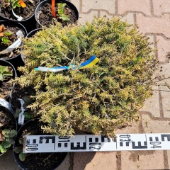 Picea Vermont Gold посадка