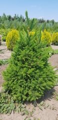 Picea карликова Will’s Zwerg