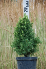 Picea glauca Daisy's White в розсаднику