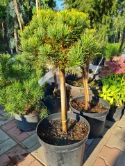 Pinus Carstens Wintergold on stamb