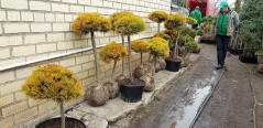 Pinus mugo Carstens Wintergold ком