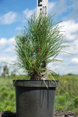 Pinus nigra Фастігіата догляд