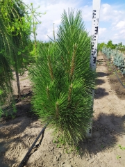 Pinus nigra Fastigiata у розсаднику