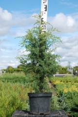 Juniperus communis Suecica посадка