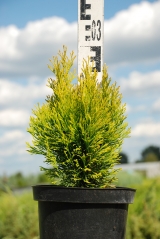 Thuja Golden Smaragd опис