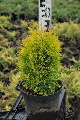 Thuja Golden Smaragd купити