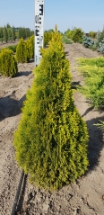 Thuja Golden Smaragd фото