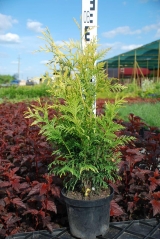 Thuja gigantea Aureovariegata в горщику