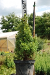 Picea glauca Conica Maigold купити Київ