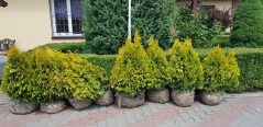 Thuja occidentalis Jantar садовий центр