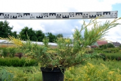 Juniperus рfitzeriana Blue and Gold у розсаднику