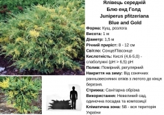 Juniperus Блю енд Голд характеристика